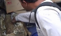 Warga Temukan Fosil Gading Gajah Purba di Ngawi