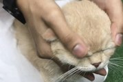 Buka Pusat Sehenti Kucing Selangor sebab tidak sanggup lihat kucing sakit