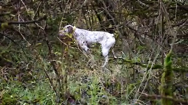 Largo du Fief d'epsom entrainement sur bécasses