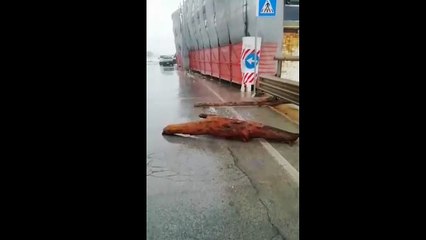 Bari: mareggiata sul lungomare con venti a 60 Km/h - volano tronchi e detriti sulla strada
