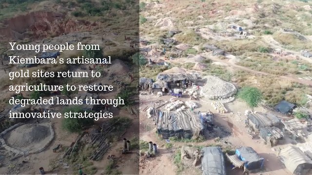 Burkina Faso: Young people from Kiembara's artisanal gold sites return to agriculture to restore degraded lands through innovative strategies