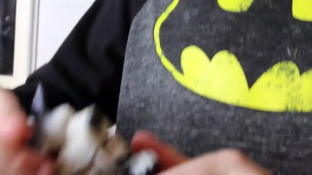 Mice Rats Rodent Control Holiday City Silver Ridge Park NJ 732-504-3758 Ozane.com