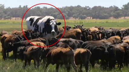 [이브닝] 호주의 거대 암소, 도살 피한 비결 ..."엄청난 무게" / YTN