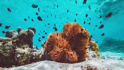 The Most Powerful High Ticket Business on Earth