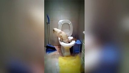 Impressionnant   ce chat utilise les toilettes à la perfection !