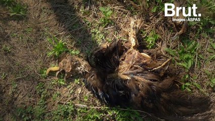 L'association ASPAS dénonce les conditions de vie des oiseaux élevés pour la chasse