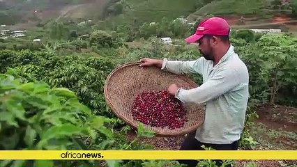 Africa's biggest coffee exporter raises 2018-19 estimates