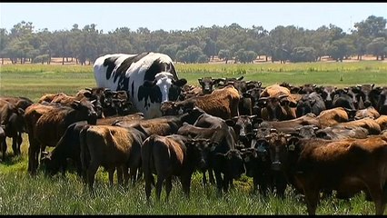 1,94 m großer Ochse passt nicht in die Schlachtanlage