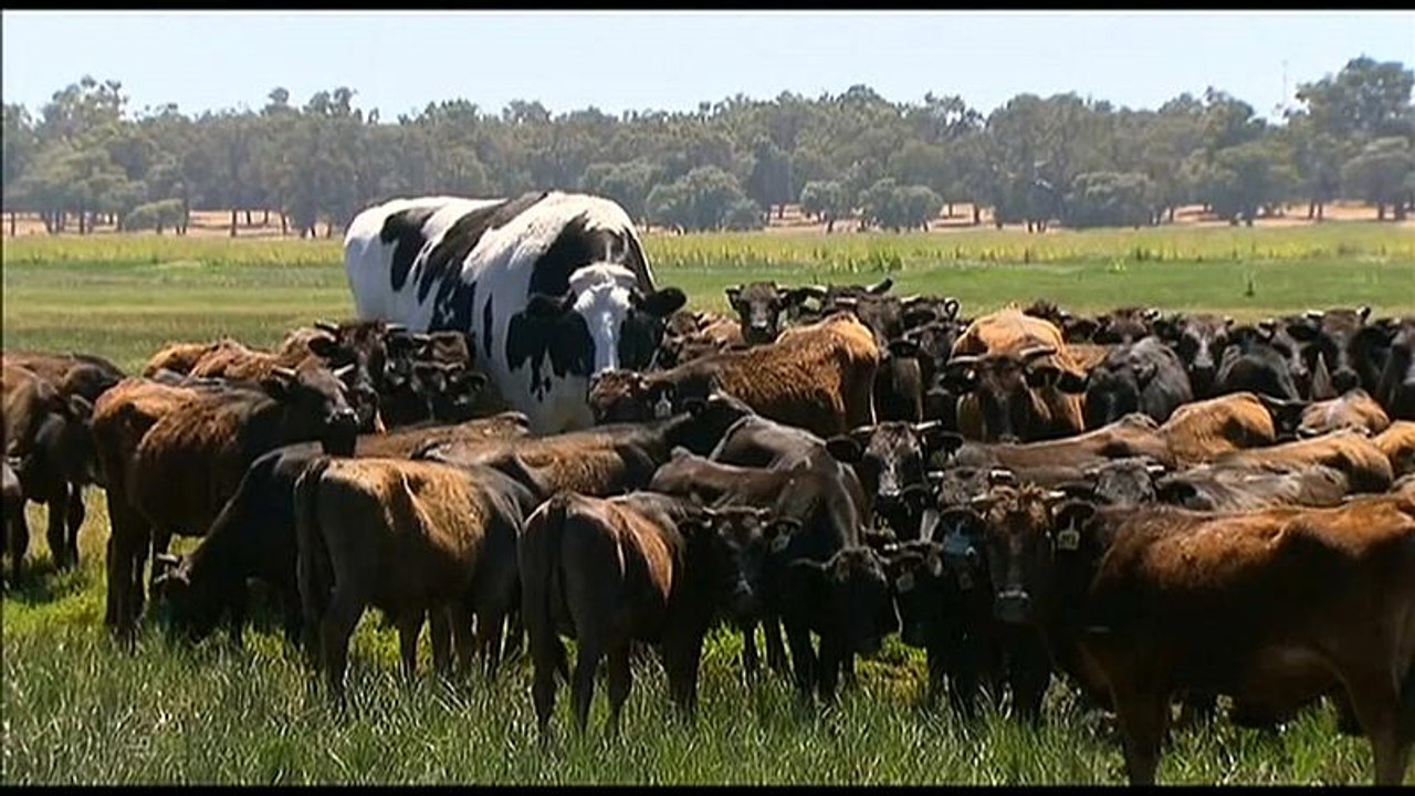 1,94 m großer Ochse passt nicht in die Schlachtanlage