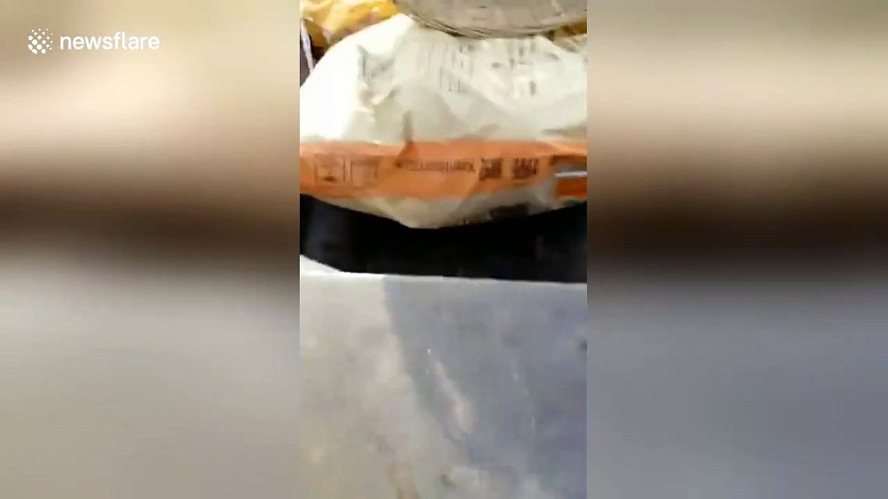 Seven swimming swine spotted crossing the Yangtze river in China