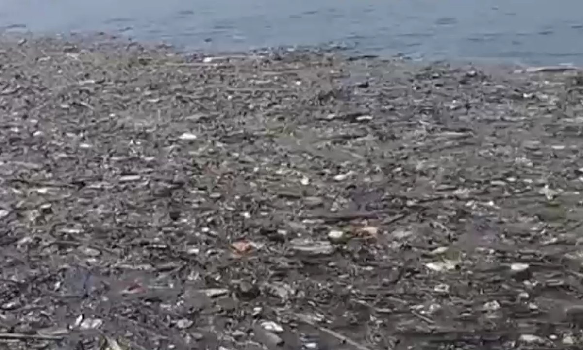 Penyu Mati di Tumpukan Sampah Kepulauan Seribu