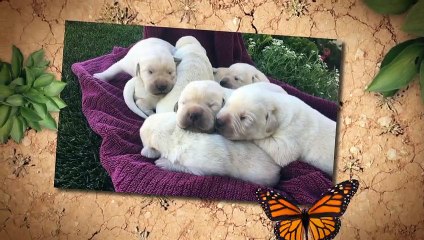 Adopt Your First Labrador Puppy