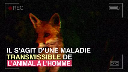 Foie : des cas de maladie du Renard identifiés dans le Nord-Pas-de-Calais