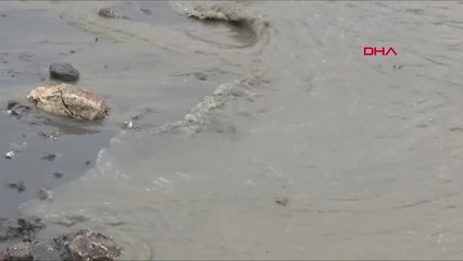 Silivri'de Marmara Denizi Kahverengi Oldu