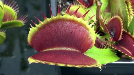 2 Pinky Fingers vs Large Venus Flytrap