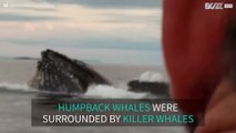 Killer whales approach humpback whales in Canada