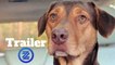 A Dog's Way Home International Trailer #1 (2019) Bryce Dallas Howard Adventure Movie HD