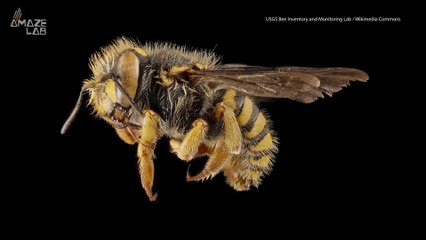 Scientists Discover a Bee with Two Fathers and No Mother
