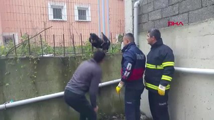 Zongulduk Bacağına Demir Saplanan Köpeğ İtfaiye Kurtardı