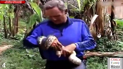10 ATTACKS GIANT SNAKES WHEN ANIMALS ATTACK HUMANS 2018