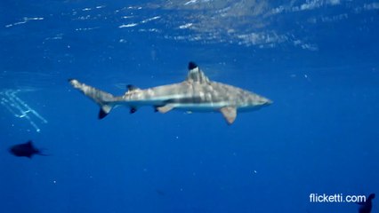 Diving in Moorea  with fish and shark feeding