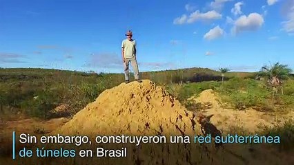 Termitas brasileñas excavan superficie como la de Gran Bretaña