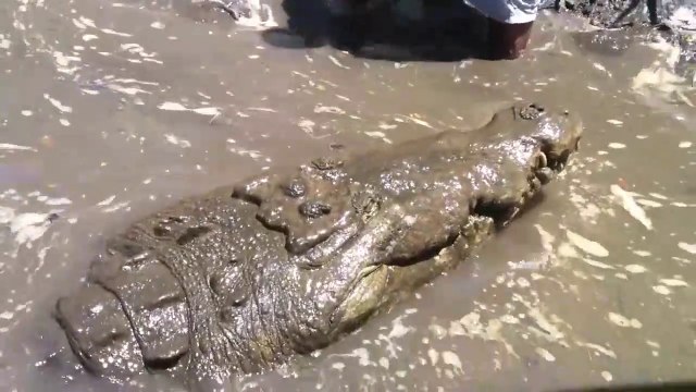 Il vient nourrir un énorme crocodile à la main
