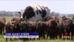 Une vache de 1,94 m et 1,4 tonnes : voici Knickers, la vache géante australienne