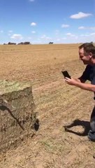 Quand un serpent sort d'une botte de foin