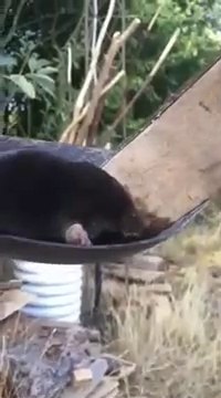 Cette petite taupe avait très soif