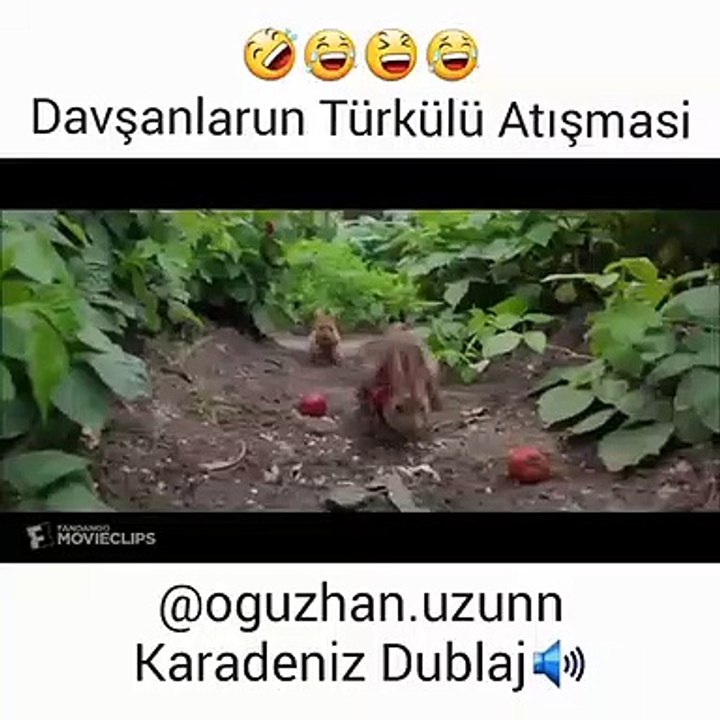 Davşanlarun Tükülü Atışmasi