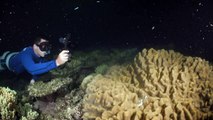 Un ambicioso programa para salvar la Gran Barrera de Coral