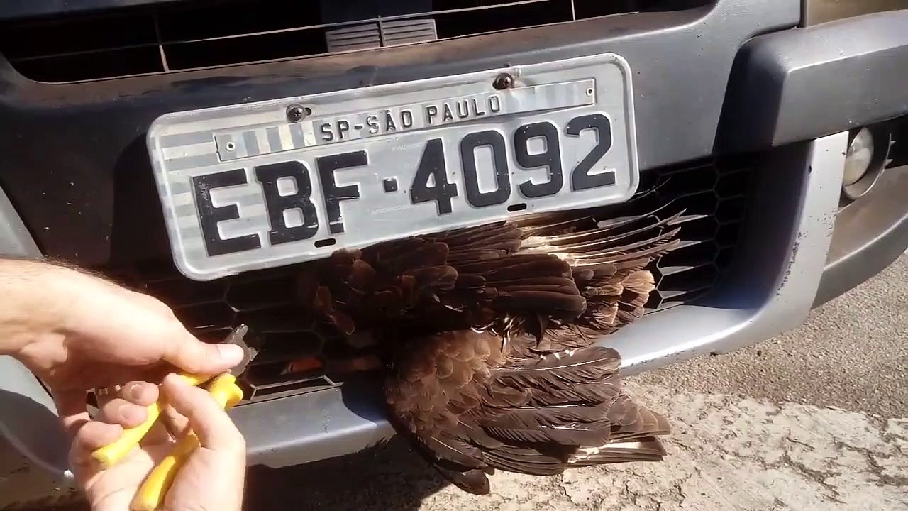 This Hawk Has 9 Lives