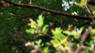 Wild Things With Dominic Monaghan S02 E03