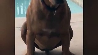 FUNNY VIDEOS I think my dogs tail is broken