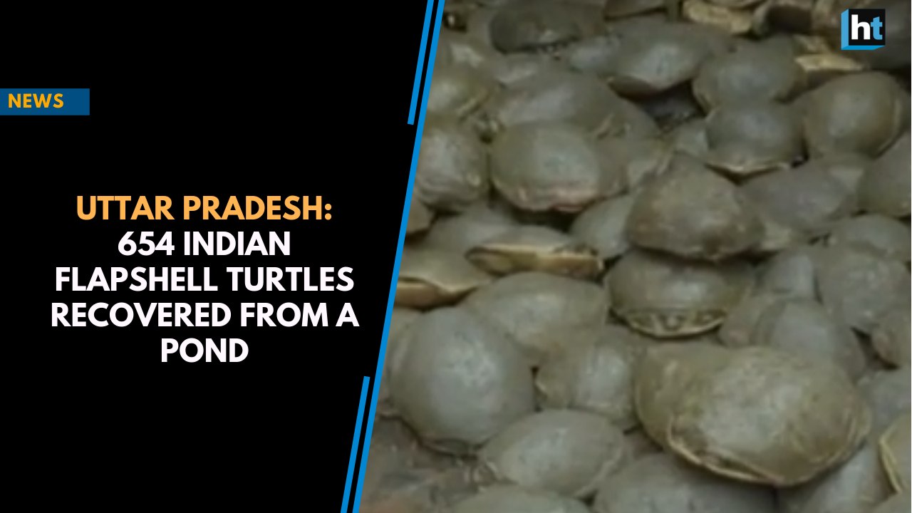 Uttar Pradesh: 654 Indian flapshell turtles recovered from a pond