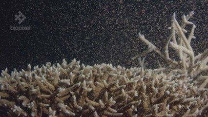 Regenerarán la Gran Barrera australiana con millones de gametos coralinos