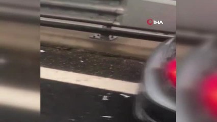 Tırdan Düşen İneğe 2 Otomobil Çarptı...talihsiz İnek, Sahibi Tarafından Karayolunda Kesildi