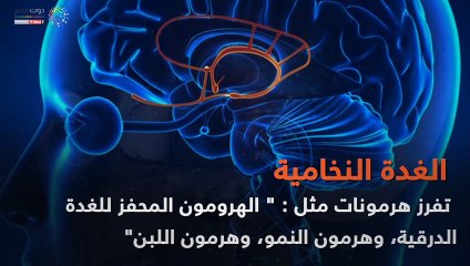 فيديو معلوماتى.. أنواع الغدد والأعضاء التى تفرز الهرمونات بالجسم