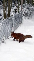 Foxes Having Fun in the Snow