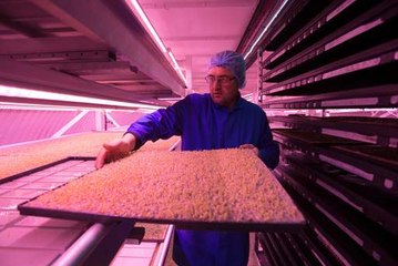 Agriculture urbaine : à Paris sans soleil ni terre, des fraises poussent en containers