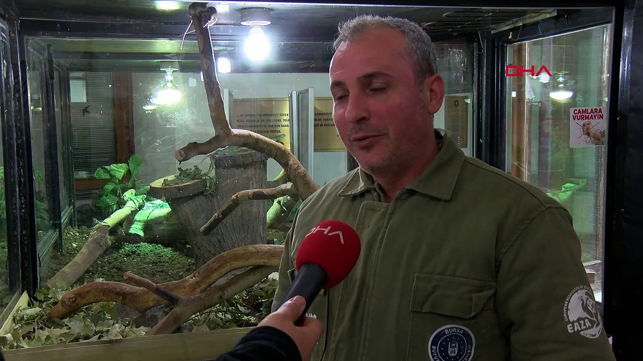 Anadolu dikenli faresi koruma altında