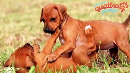 Tutto sul Rhodesian Ridgeback: origini, taglia, caratteristiche