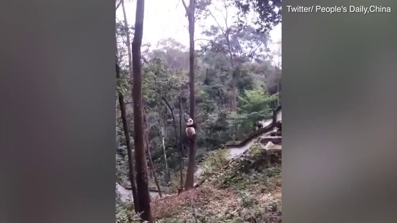 Panda climbs a tree in the most peculiar way