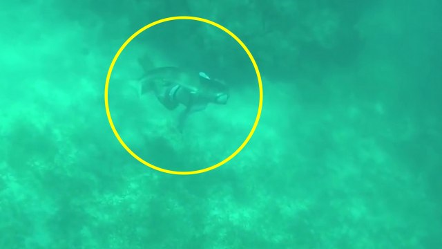 Un requin mord un plongeur à la tête