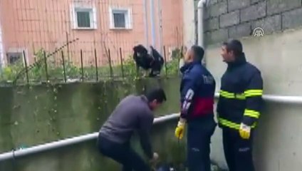 Vücuduna demir çubuk saplanan köpek kurtarılamadı - ZONGULDAK