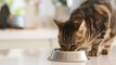 Quienes alimenten a sus gatos sin carne podrían infringir la ley inglesa