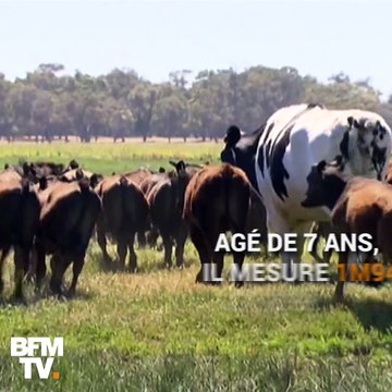 1m94, 1,4 tonnes… Ce bœuf est si gros qu'il a échappé à l'abattoir