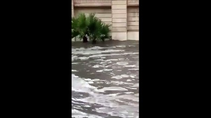 Ce chat nage pour sa survie au cours d'une inondation monstre