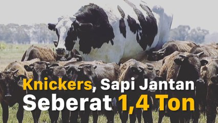 Terlalu Besar, Sapi Raksasa Ini Tak Jadi Dipotong